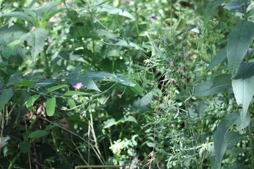 Callirhoe leiocarpa, photograph 3