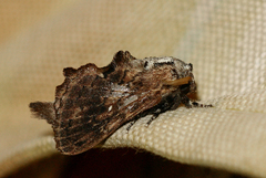 Epicnapteroides lobata