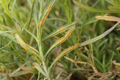 Coleosporium senecionis