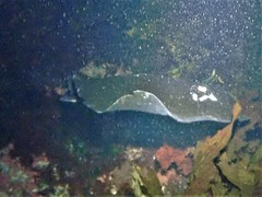 Bathytoshia brevicaudata