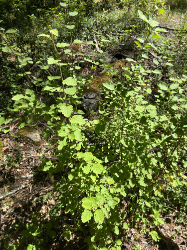 iNaturalist observation photo of Ocean spray