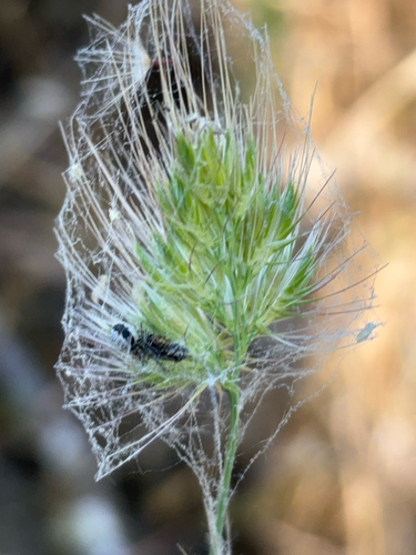 iNaturalist observation photo of bristly dogtail grass