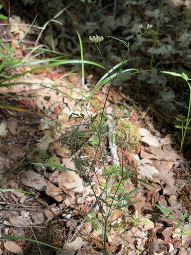 iNaturalist observation photo of common hedge parsley
