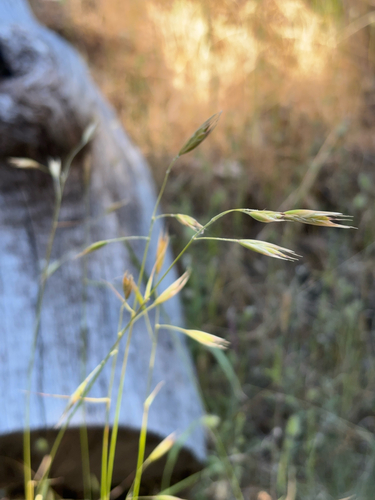 iNaturalist observation photo of California oatgrass