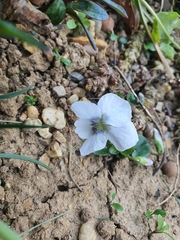 Viola × melissifolia