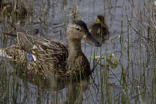 iNaturalist image