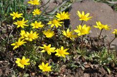 Crocidium multicaule