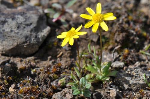 Crocidium