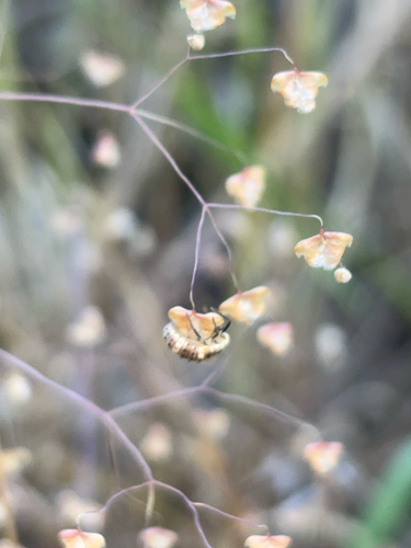 iNaturalist observation photo of Lady Beetles
