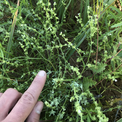 Harpagonella palmeri