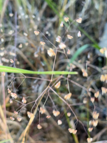 iNaturalist observation photo of Little quaking-grass