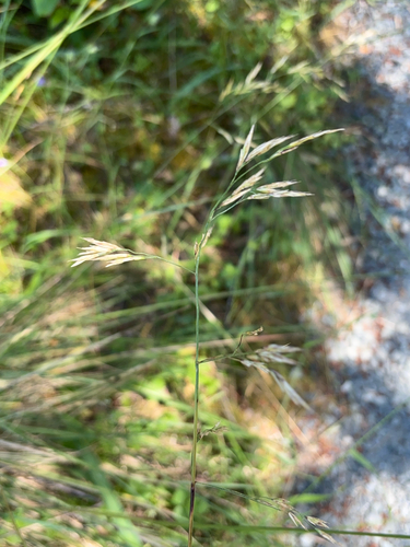 iNaturalist observation photo of California fescue