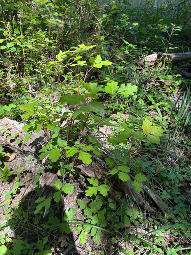 iNaturalist observation photo of Pacific poison oak