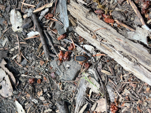 iNaturalist observation photo of California Bordered Plant Bug