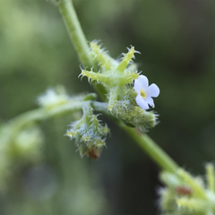 Harpagonella palmeri