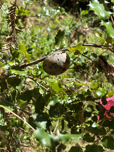 iNaturalist observation photo of California Gall Wasp