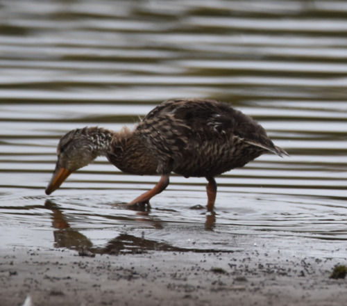 iNaturalist image