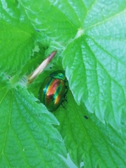 Chrysolina fastuosa