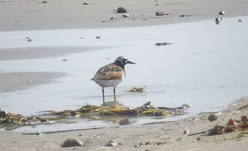 iNaturalist image