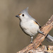 Tufted × Black-crested Titmouse - Photo (c) Greg Lasley, some rights reserved (CC BY-NC), uploaded by Greg Lasley