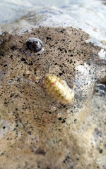 Ischnochiton thomasi