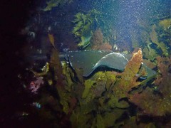 Bathytoshia brevicaudata