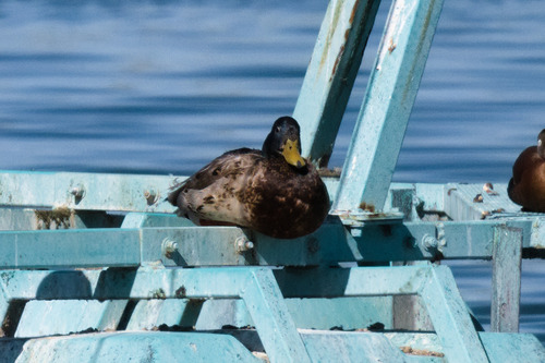 iNaturalist image