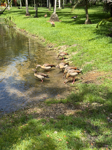 iNaturalist image