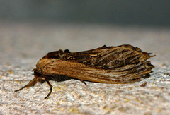 Strigocossus ochricosta