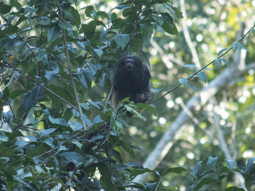 Black Lion Tamarin