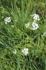 Anthriscus sylvestris