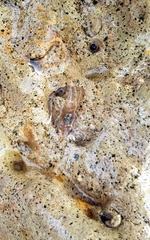 Palaemon intermedius