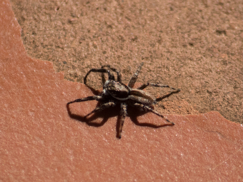 Gray Wall Jumping Spider