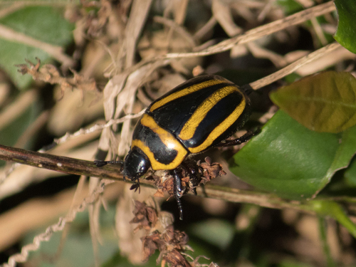 Macraspis cincta