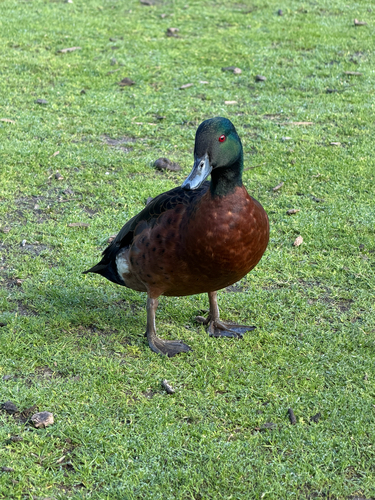 iNaturalist image