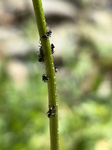iNaturalist observation photo of Odorous House Ant