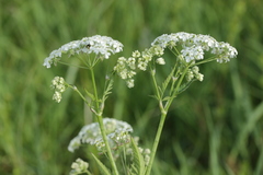 Anthriscus sylvestris