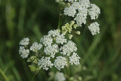 Anthriscus sylvestris