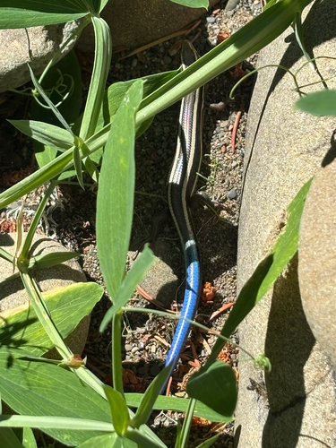 iNaturalist observation photo of Western Skink