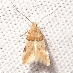 Theisoa constrictella