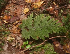 Hymenophyllum scabrum