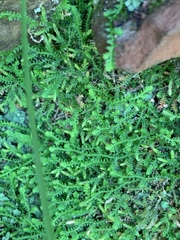 Selaginella mittenii