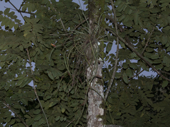Acanthostachys strobilacea, photograph (c) João Vitor Oliveira de Souza, some rights reserved (CC BY)