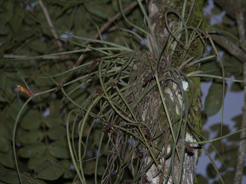 pinecone bromeliad