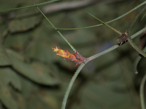 Acanthostachys strobilacea, photograph 3