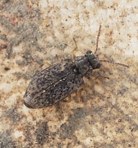 Monoxia