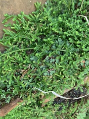 Selaginella mittenii