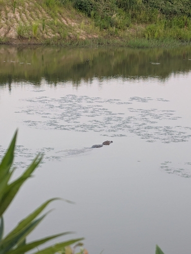Chinese Alligator