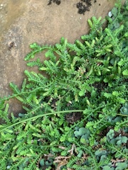 Selaginella mittenii