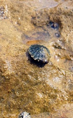 Siphonaria zelandica